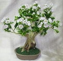 Ligustrum Bonsai